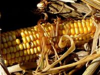 ABD GDO'lu ürünlere teslim oldu