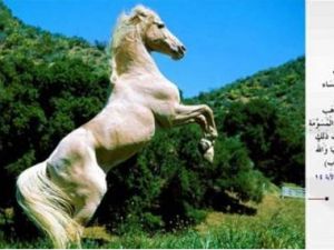 Kur'an'da adı geçen hayvanlar