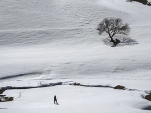 Kışın yalnız ağaçları