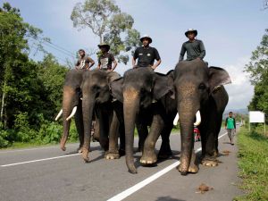 Fil üstünde suçlu avı !