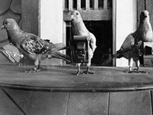 Ordunun göz bebekleriydi onlar