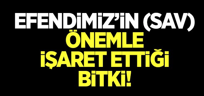 ‘Kara habbe’ (çörek otu) niçin bu kadar değerli?