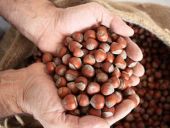 Kansere çare fındık kabuğu!