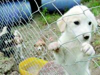 4 milyon TL'lik hayvan barınağı