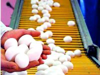 Irak yumurtacıya kan ağlatıyor