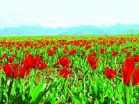 Vahdetin çiçeği Lale