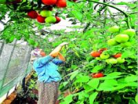 Tarıma 3 milyarlık hibe geliyor