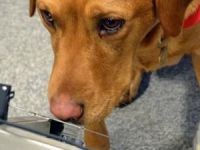 9 köpek kanseri koklayarak tespit edecek