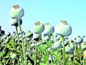 Dünyanın acısını biz dindiriyoruz