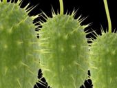 "Acı kavun"a dikkat