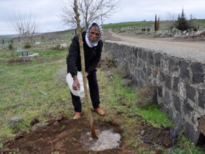 Kestiği bir ağaç için 30 fidan dikecek