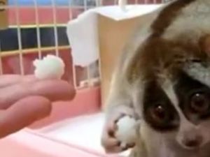 Yemek yerken utanan sevimli hayvan