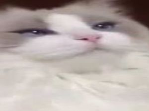 Dişlerini fırçalatan şaşkın kedi