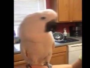 Papağandan dans şov