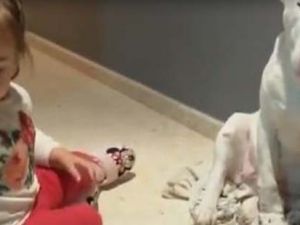 Köpek ile küçük kızın doktorculuk oyunu