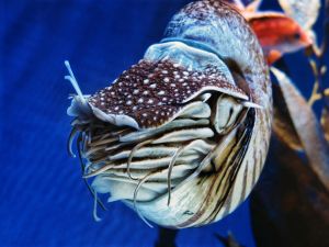 Derinlerde Yaşayan bir Nautilus akvaryumda