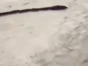 Yılan taklidi yapan fareler